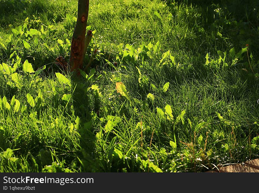 Sunlight filters through a grassy area, highlighting young plants with broad leaves and a small tree trunk. The play of light and shadow captures the essence of a sunny day in nature. Sunlight filters through a grassy area, highlighting young plants with broad leaves and a small tree trunk. The play of light and shadow captures the essence of a sunny day in nature.