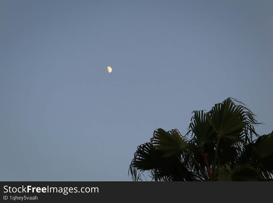 Crescent moon illuminates the evening sky, casting a serene glow above a silhouetted blurred palm tree