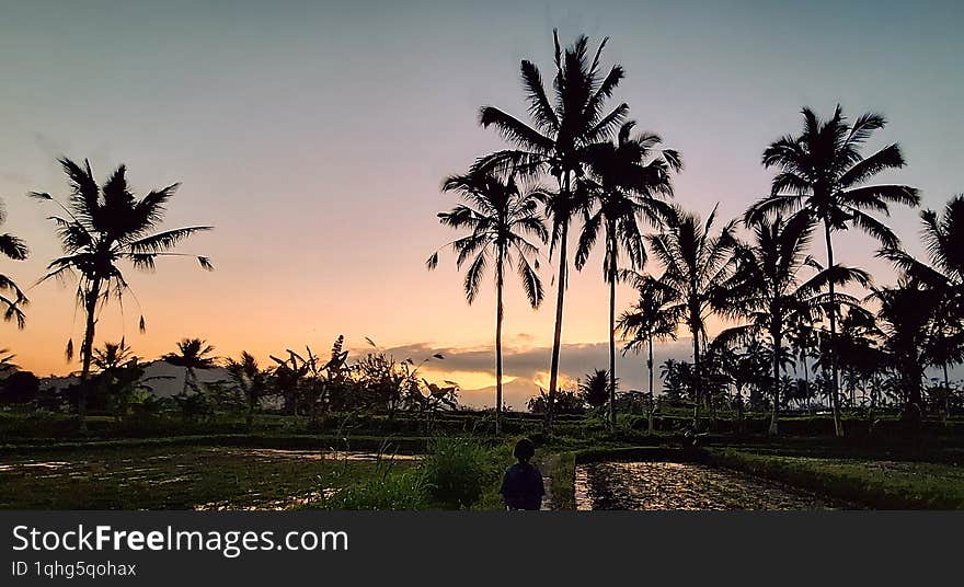 rice field with sunset at some village bali