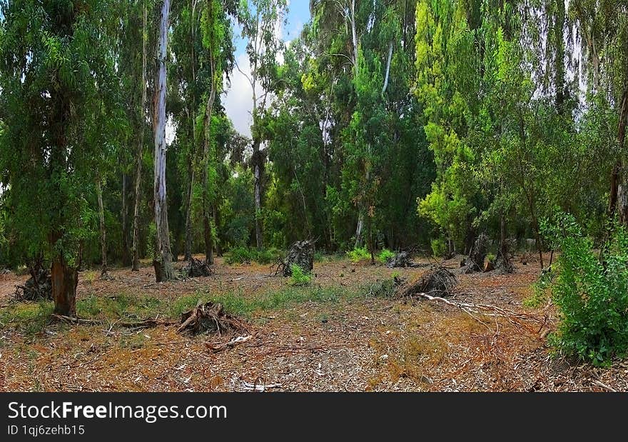 Cutting down trees in a eucalyptus forest