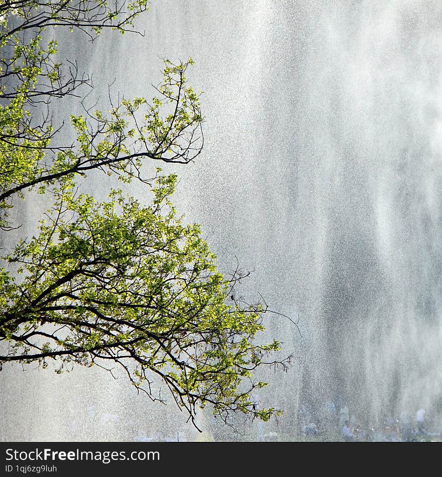 Tree branches with green leaves against the background of a waterfall. Dreams of Japan