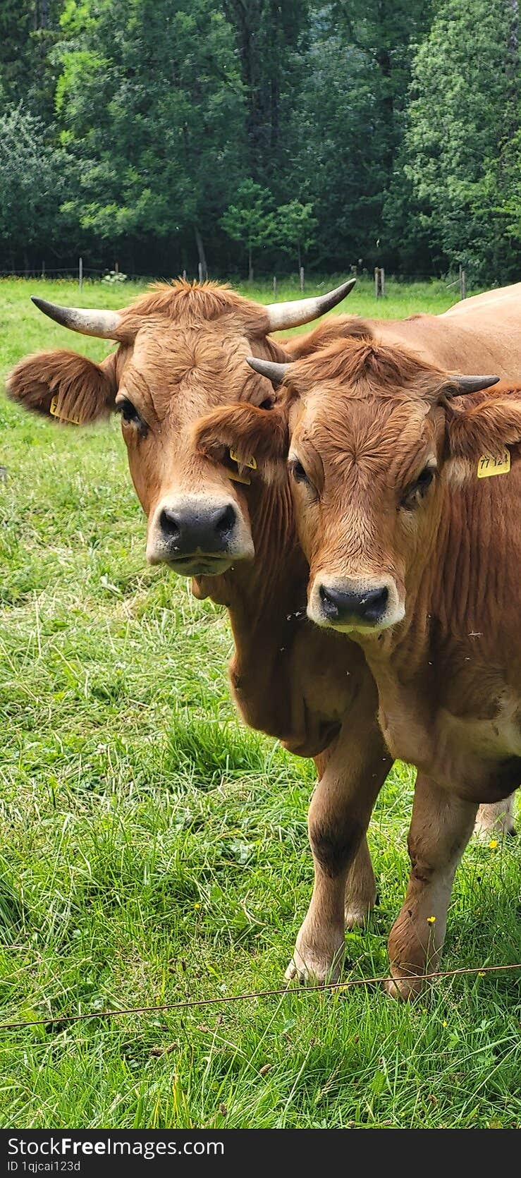 Curious Cows