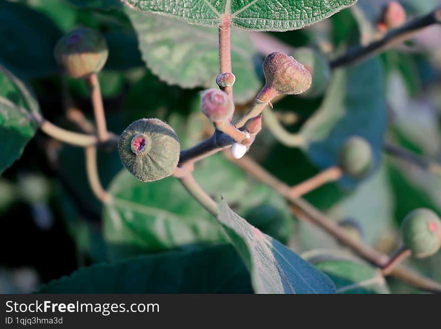 Fig fruit plant close up shoot