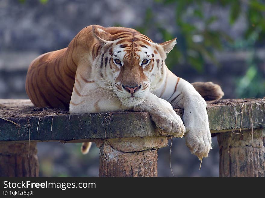 golden tiger in their environment