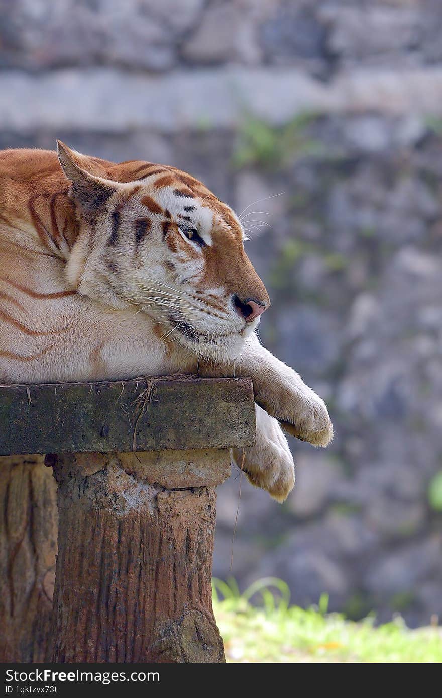 golden tiger in their environment