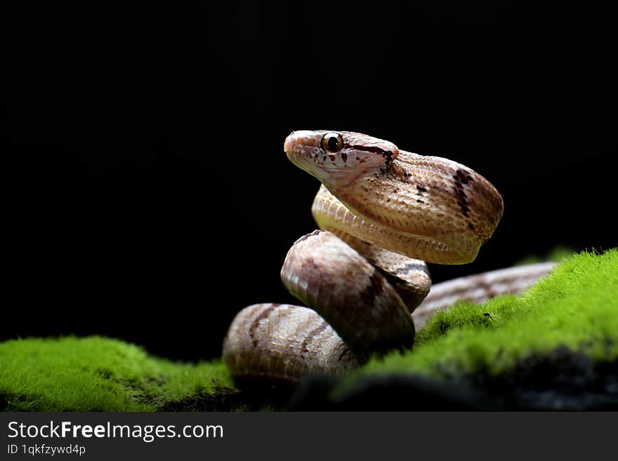 Dog-toothed Cat Snake in attack position