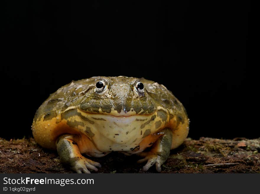 african bullfrog on black background