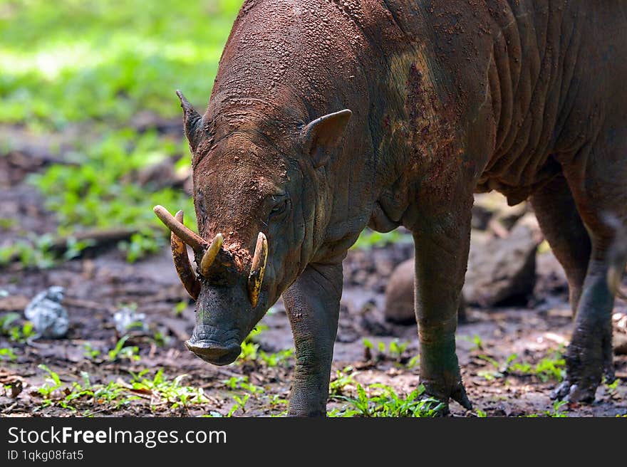 Close up portrait of a male deer-pigs