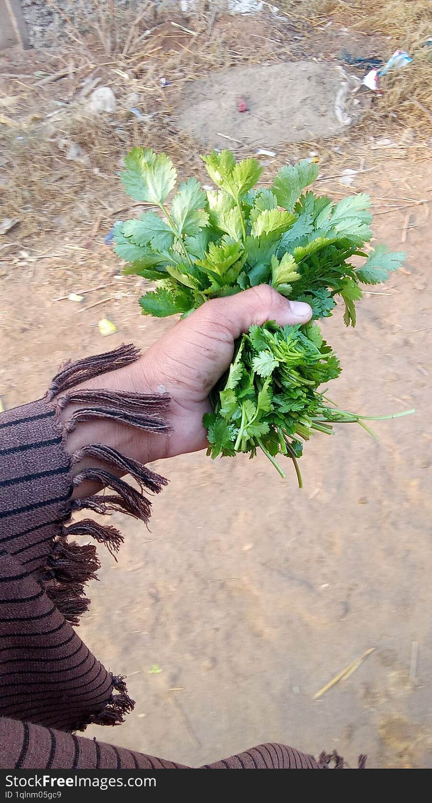 Green coriander in the cold morning