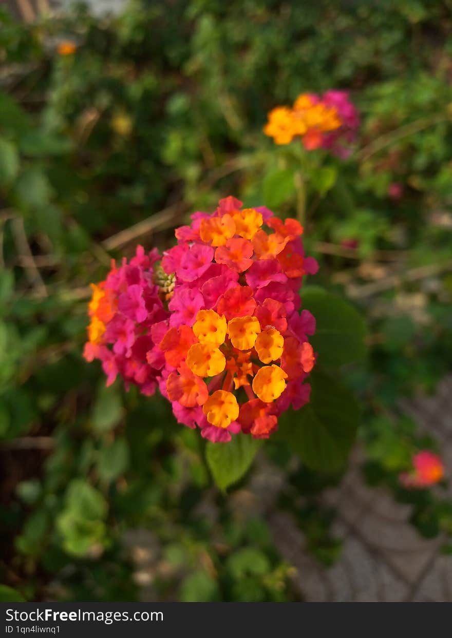 Pink, orange, yellow common lantana flower