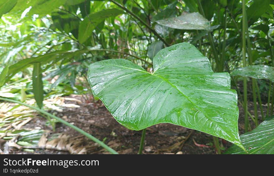 green taro leaves in the garden