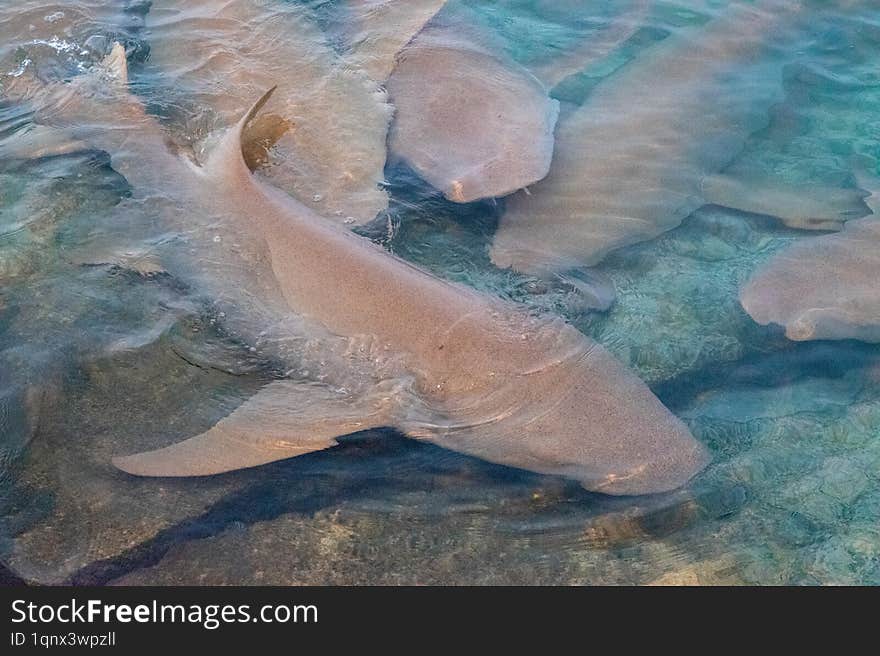 Sharks At The Maldives At The Plumeria Maldives