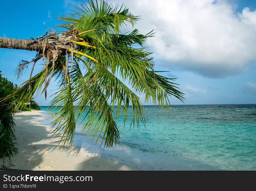 A stunning tropical beach in the Maldives with white sand, crystal-clear turquoise waters, and gently swaying palm trees under a b