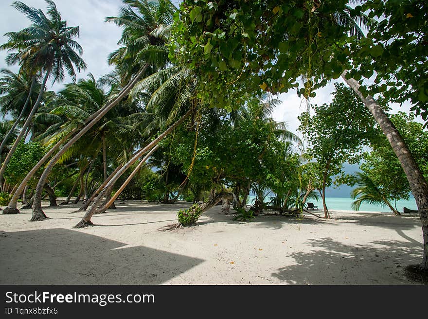 A stunning tropical beach in the Maldives with white sand, crystal-clear turquoise waters, and gently swaying palm trees under a b