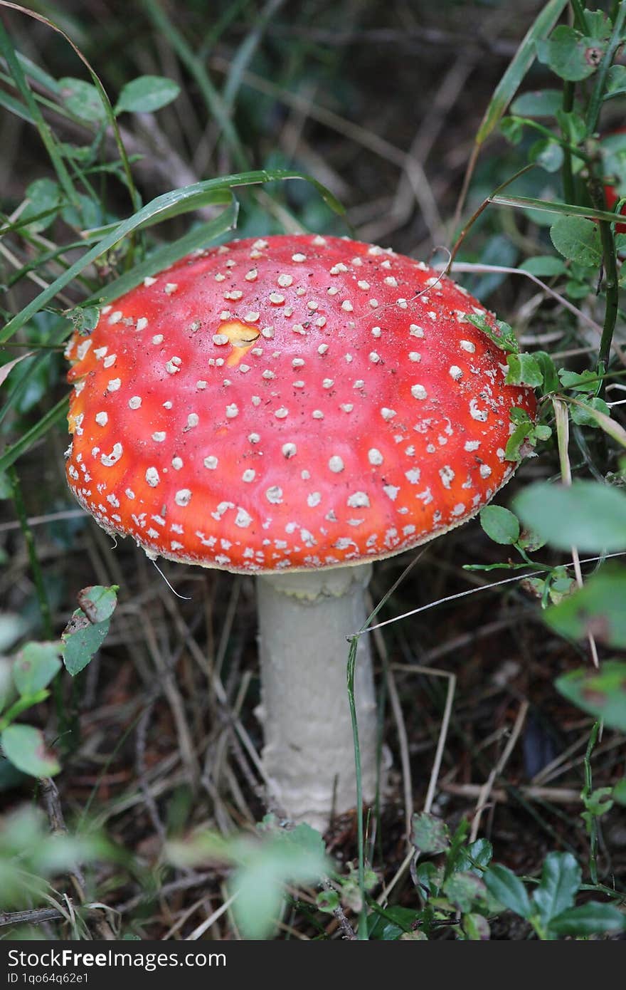 Fly agaric mushroom in beautiful nature