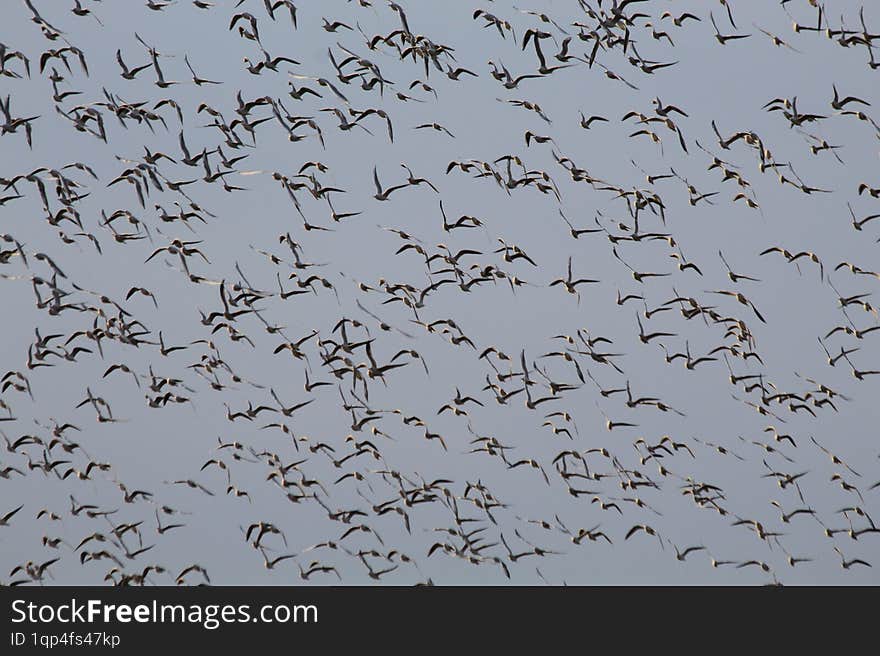 A flock of seagulls flying across the sky