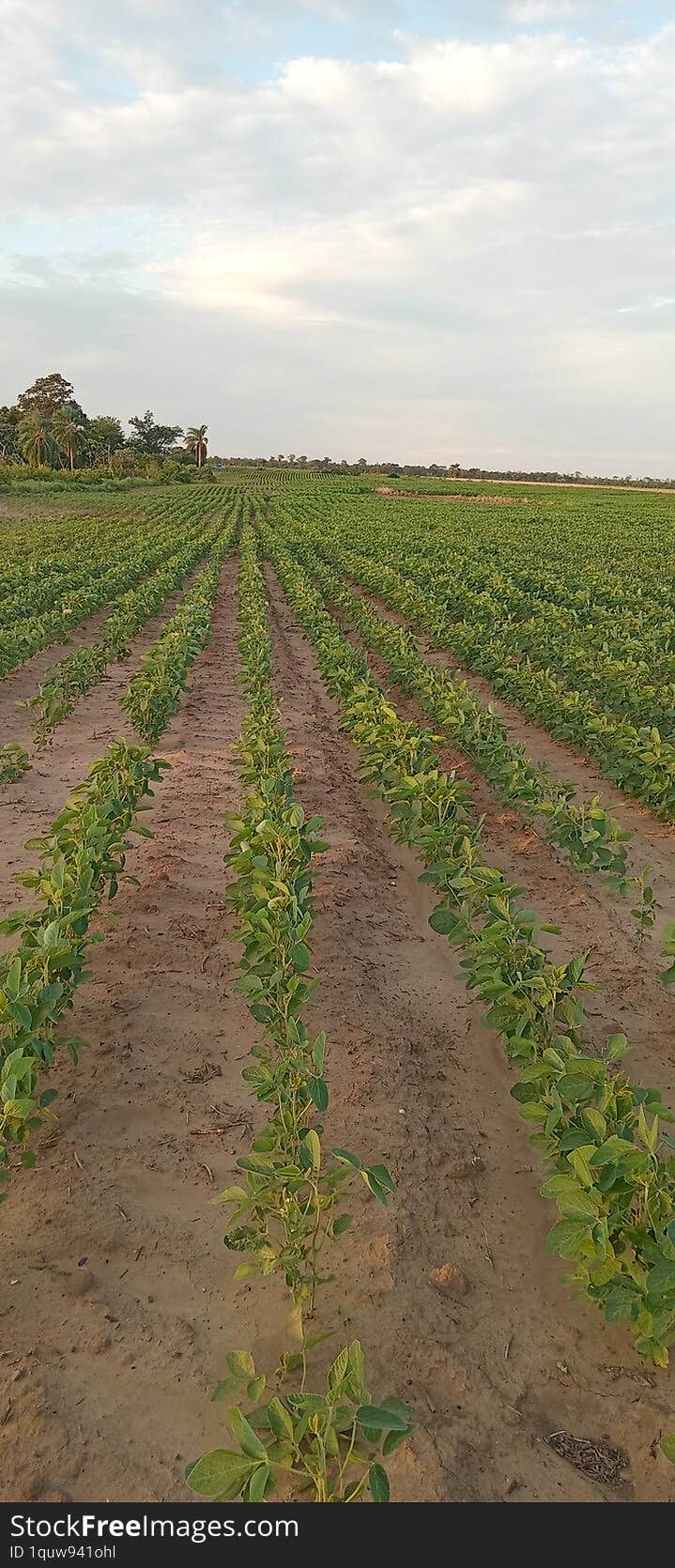 Soybean Cultivation in flowering stage