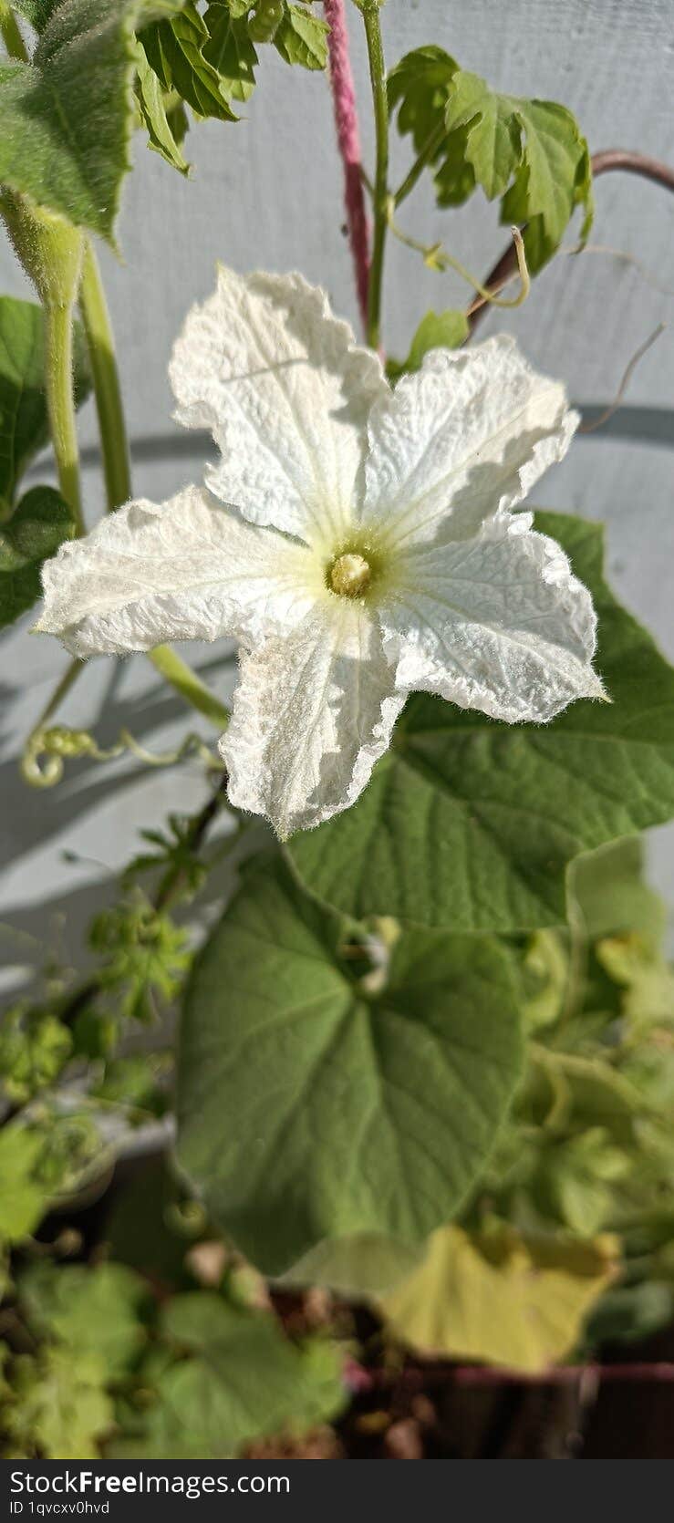 This is a close-up image of a white flower with delicate, textured petals. The flower is surrounded by green leaves and stems, ind