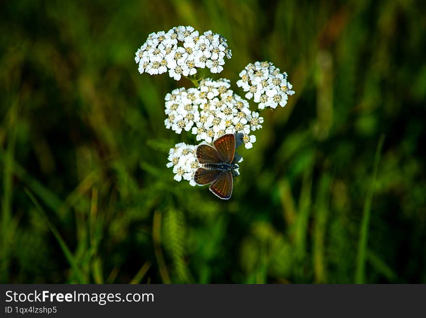 A butterfly on a yarrow collecting pollen