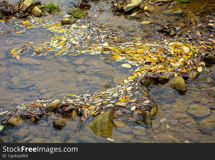 River and yellow acacia leaves in the water