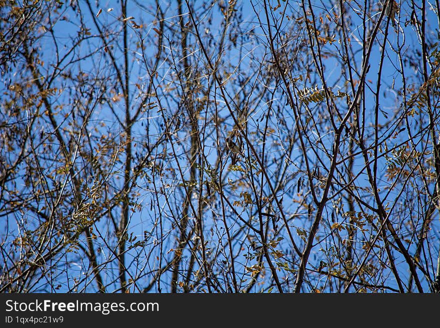 Acacia branches in autumn and leaves falling slowly