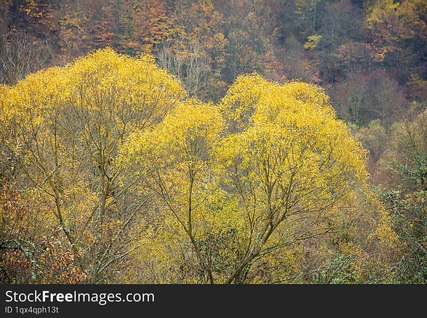 Willow in autumn and yellow leaves