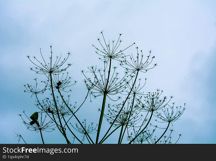 Heracleum maximum, commonly known as cow parsnip, is the only member of the genus Heracleum native to North America.