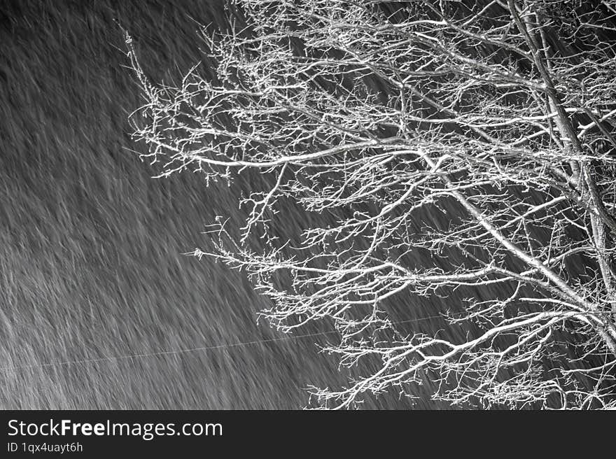 Winter snowflakes falling in the acacia forest