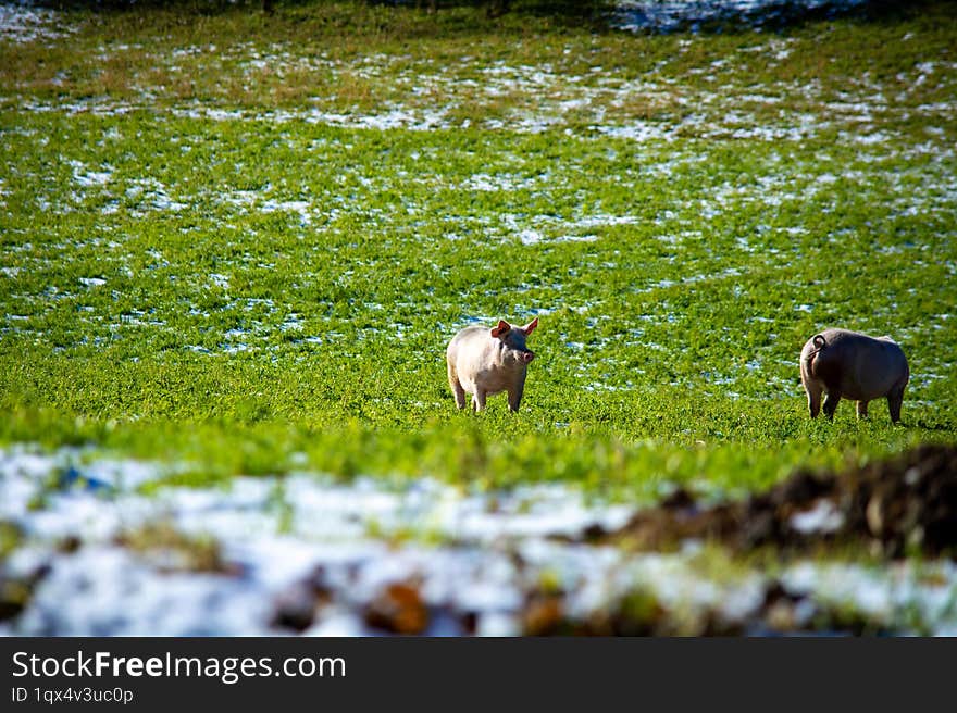 Pig in a meadow grazing grass