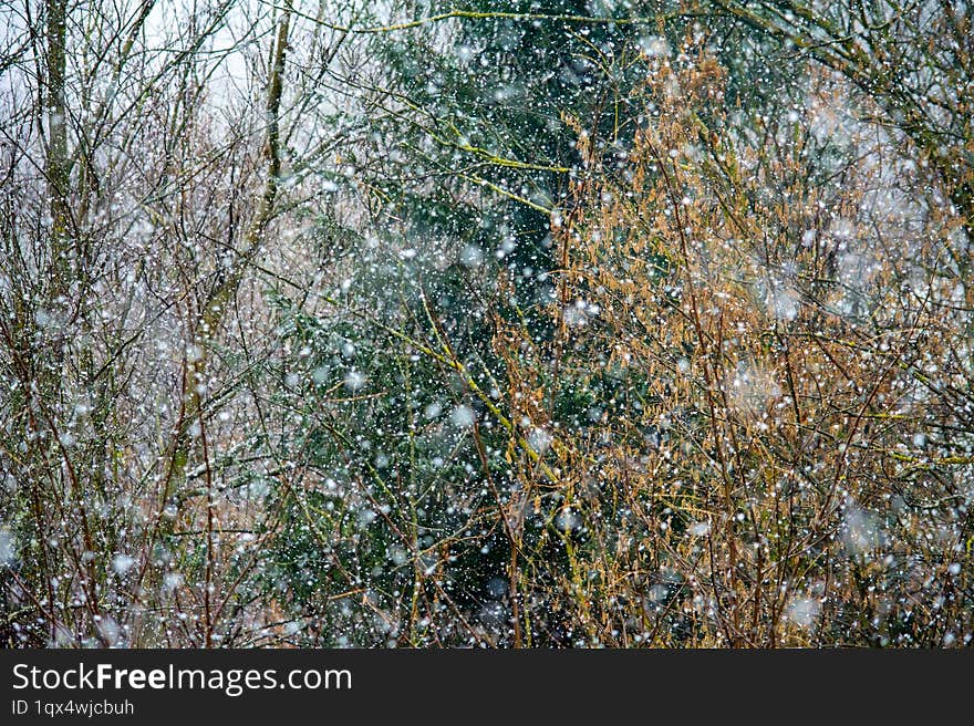 Winter, falling snowflakes and sleeping nature