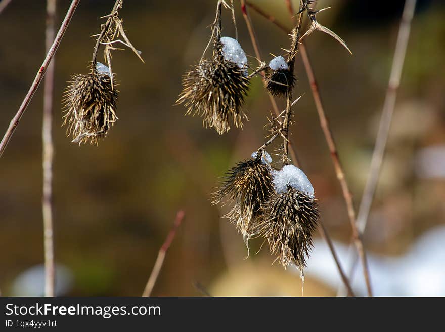 Wild thistle in winter under the snow