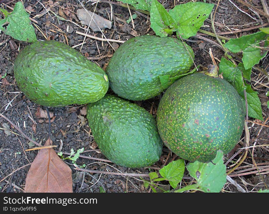 Freshly Fallen Avocados from a tree