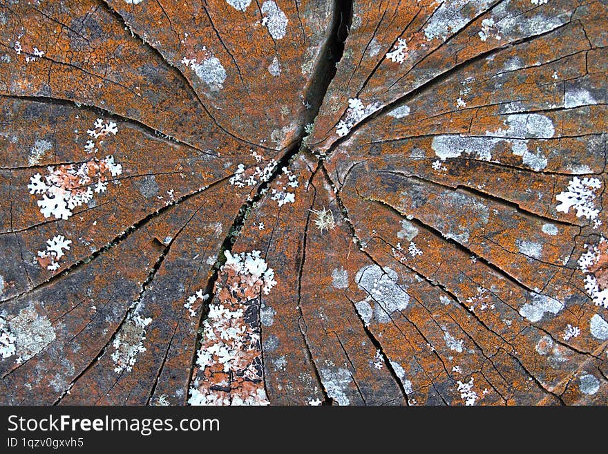 A close-up photograph of a weathered tree stump cross-section, revealing intricate details of its rings and texture. The wood is a rich brown color with subtle variations in shade and is speckled with white and gray patches of lichen. A close-up photograph of a weathered tree stump cross-section, revealing intricate details of its rings and texture. The wood is a rich brown color with subtle variations in shade and is speckled with white and gray patches of lichen.