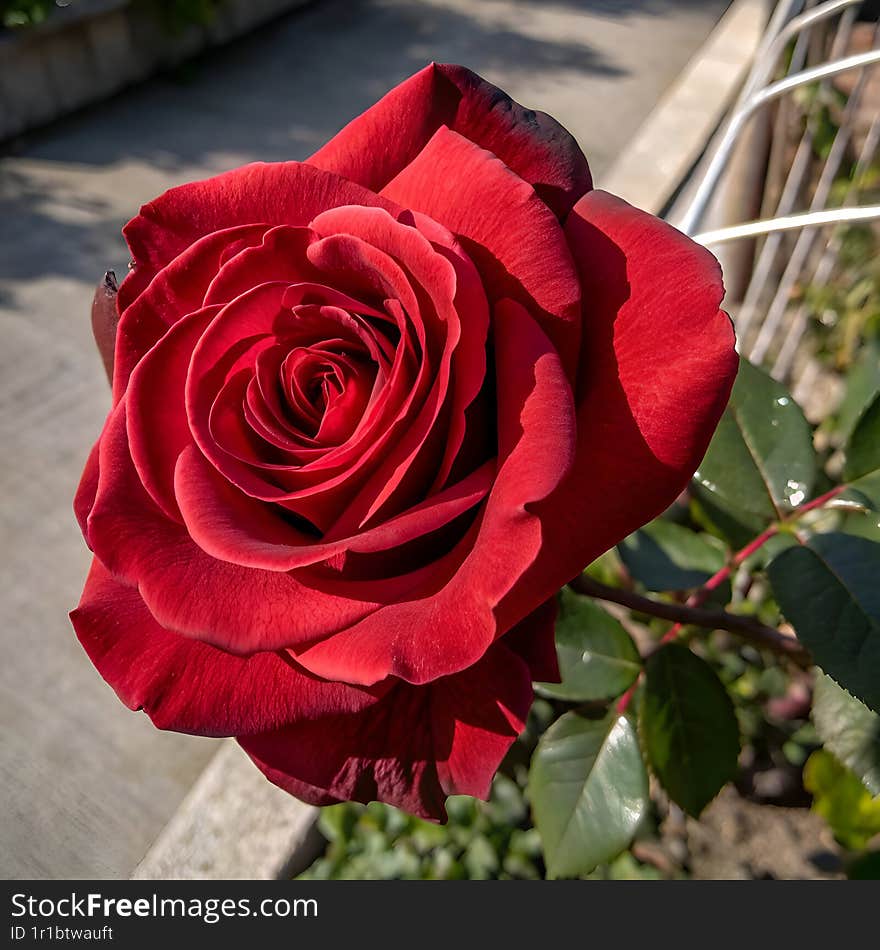 Red rose fully blooming in the garden, red rose photography