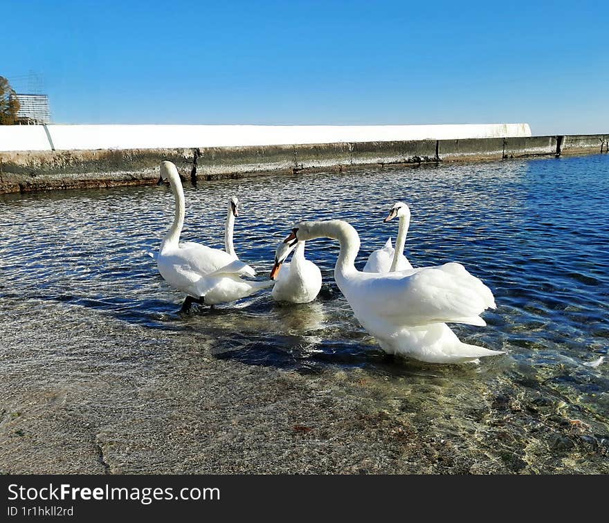 swans on the sea. the leader of the flock bites the swan on the neck