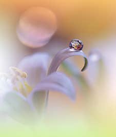 Beautiful Nature Background.Abstract Wallpaper.Celebration, Love.Holidays.White Flowers.Art Design.Spring Flower.Orange Colors. Stock Images