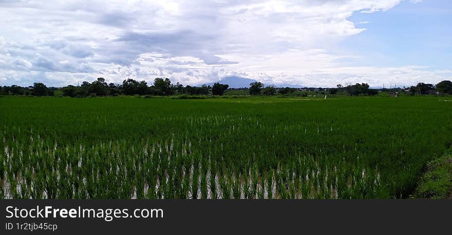 Natural scenery of green rice fields in the planting season