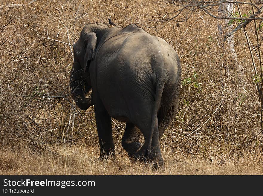 Beautiful pic of Asiatic Tusker or Elephant at bandipur National Park, Karnataka,India