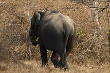 Beautiful Pic Of Asiatic Tusker Or Elephant At Bandipur National Park, Karnataka,India Royalty Free Stock Photos