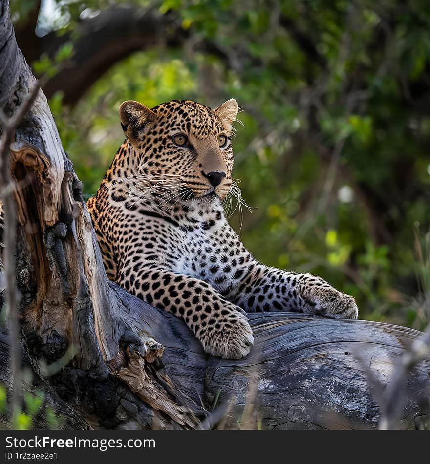 A stunning depiction of a leopard lying on a tree trunk in the lush Okavango Delta, Botswana. The leopard's piercing eyes keenly observe its surroundings, blending seamlessly into the verdant backdrop of the delta's rich vegetation.