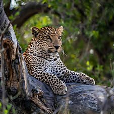 A Stunning Depiction Of A Leopard Lying On A Tree Trunk In The Lush Okavango Delta, Botswana. The Leopard S Piercing Eyes Keenly O Stock Photo