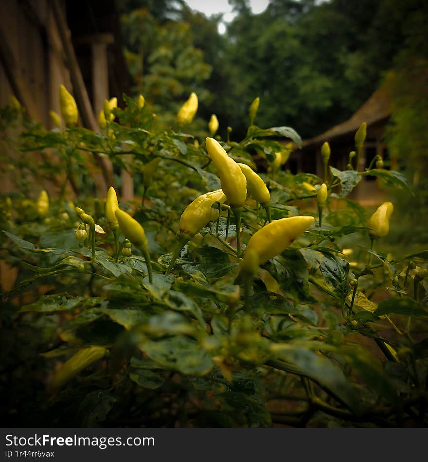 Indonesian spicy cayenne pepper which is yellow in color