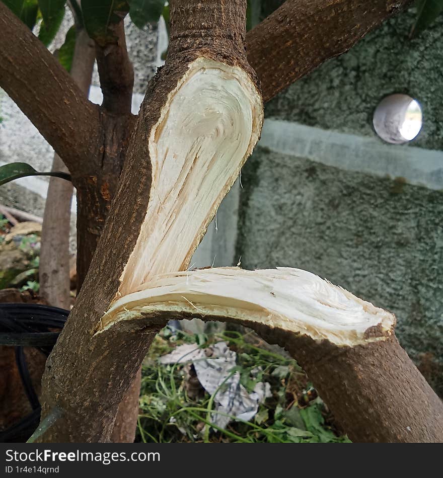 The stem of a mango plant was broken into two