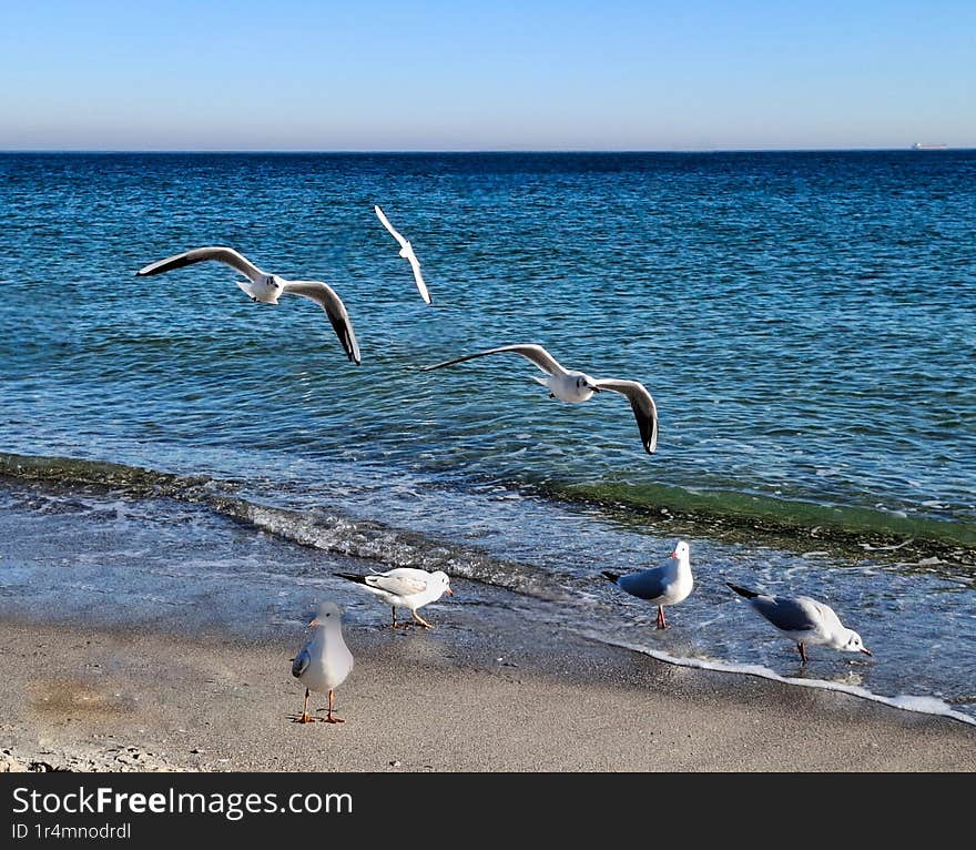 white seagulls fly over the sea