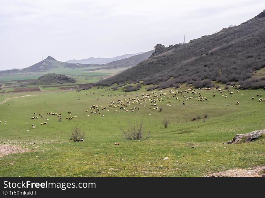 A white horse and a flock of sheep graze in a field with fresh grass. Mountains and rocks are in the background