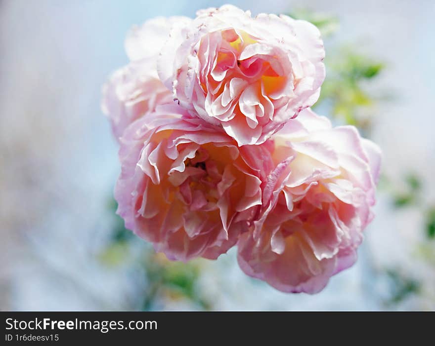 rose flowers joined together vibrant pink color with soft green back ground beauty