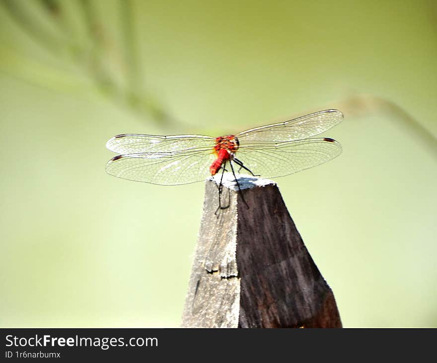 Ruddy darter on a pole near a pond