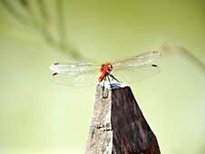 Ruddy Darter On A Pole Near A Pond Stock Images