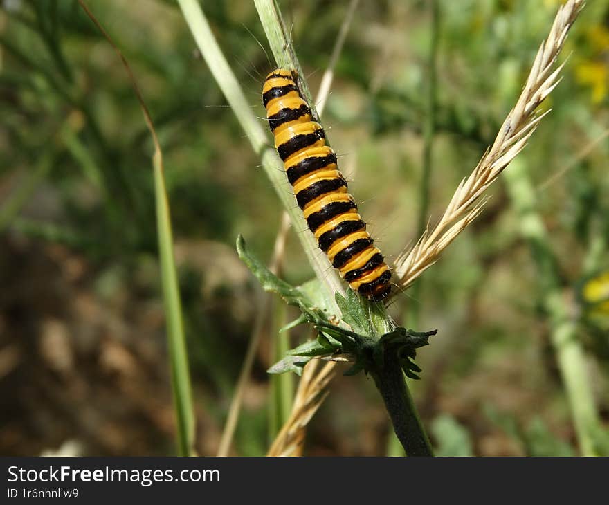 Caterpillar of the cinnabar moth on ragwort