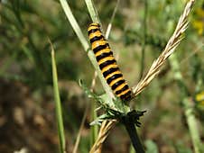 Caterpillar Of The Cinnabar Moth On Ragwort Royalty Free Stock Photos